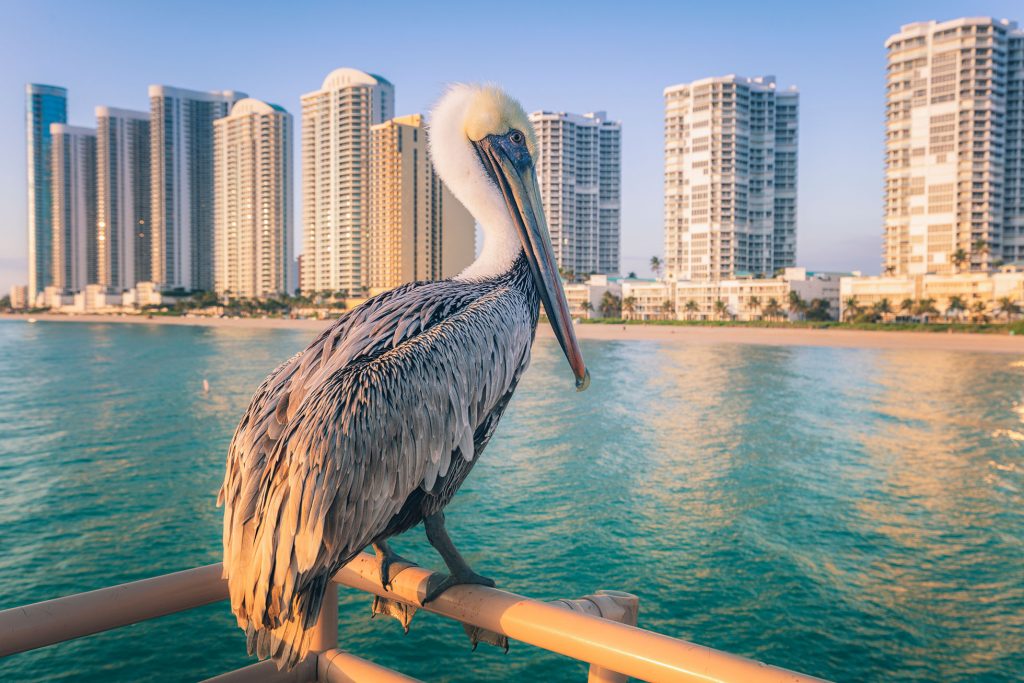 short term rental regulations sunny isles beach