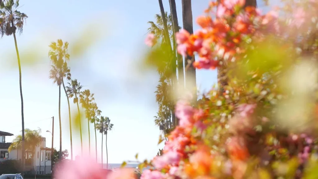 Palm trees lining a sunlit street in an Orange County neighborhood