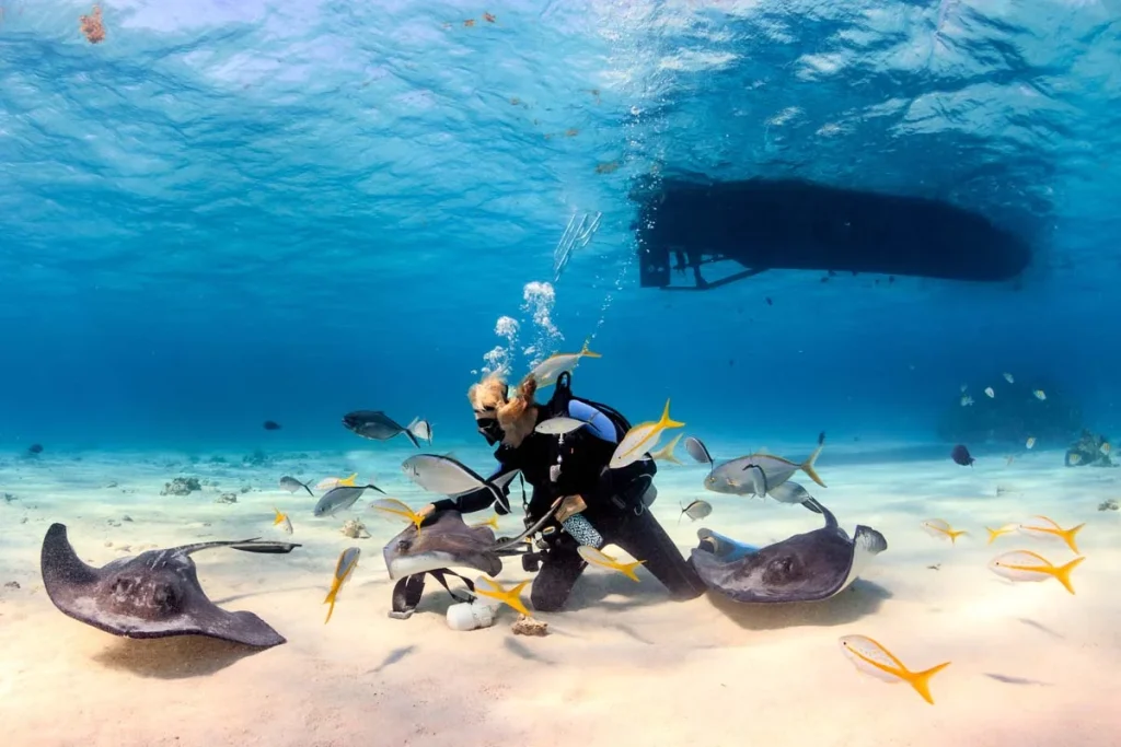 SCUBA diver playing with Stingrays in George Town, Cayman Islands
