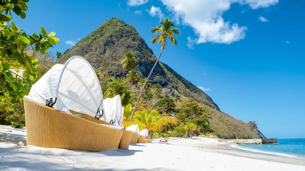 Sugar beach Saint Lucia, a public white tropical beach with palm trees