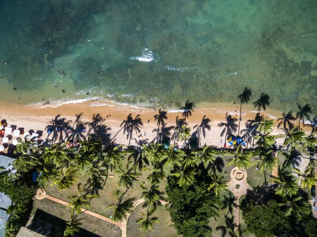 Top view of a magnificent beach in Los Angeles with tall palm trees and a clear blue sea