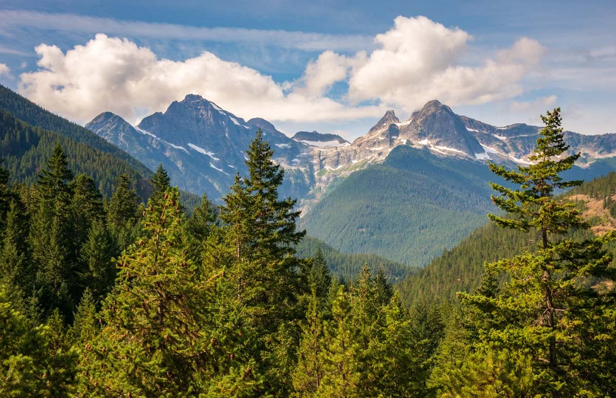 A scenic view of a Washington State mountain meadow filled with evergreen trees under a soft sky