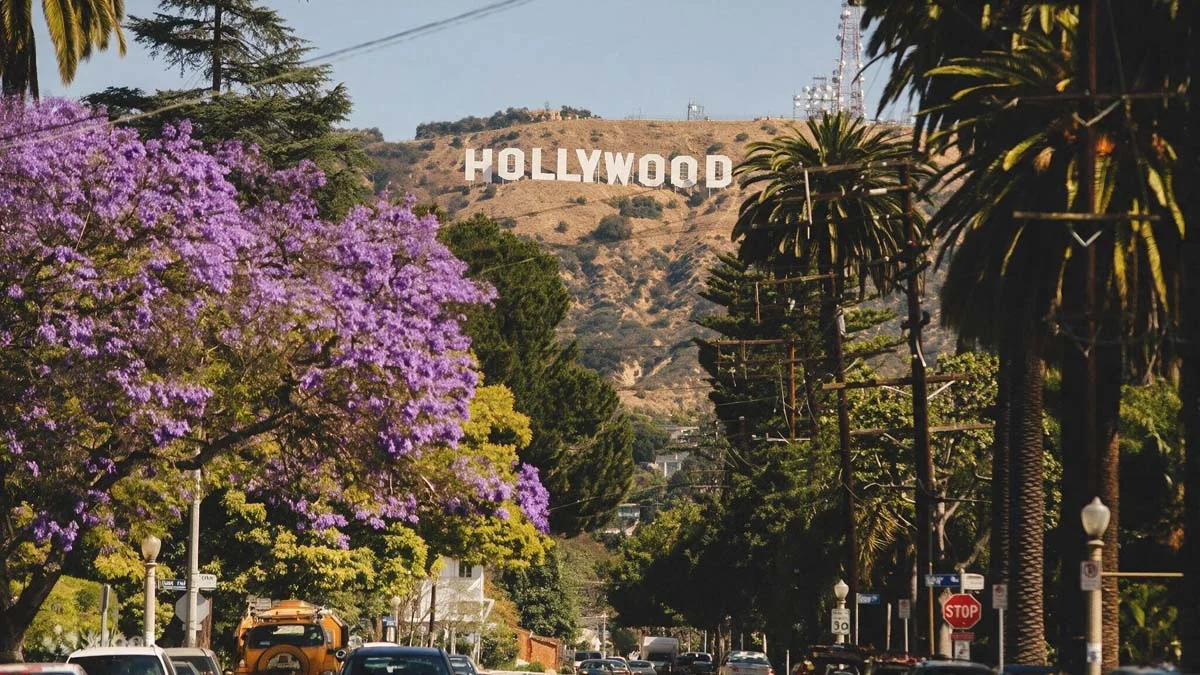 Hollywood Sign overlooking a palm-lined Los Angeles street with vibrant purple jacaranda trees and hillside scenery